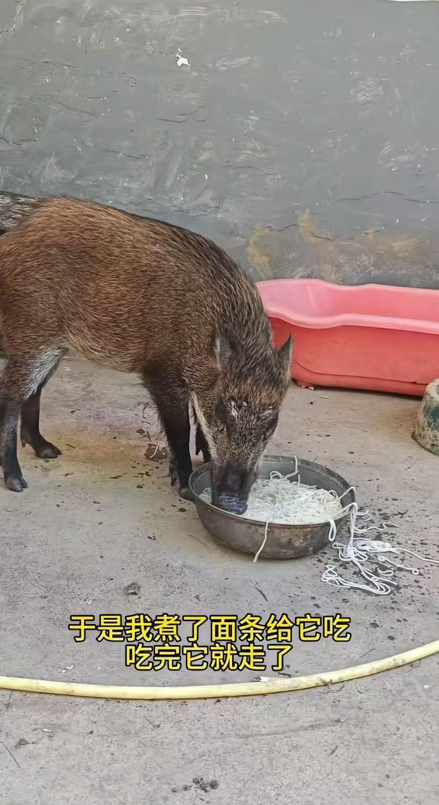 男子成功驯化野猪 "面条",揭示人类与动物之间不可能的友谊